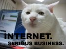 internet-serious-business-cat.avif