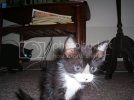 100_1016.avif
