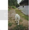 Bear1.avif