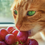Vegan Cat