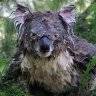 KoaLa007fvl