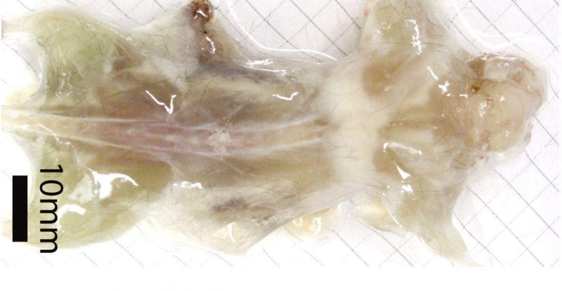 Transparent Mouse
