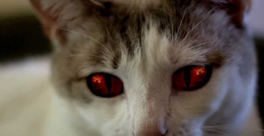 hell's kitty