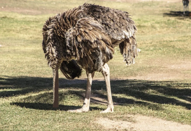 ostrich ostrich