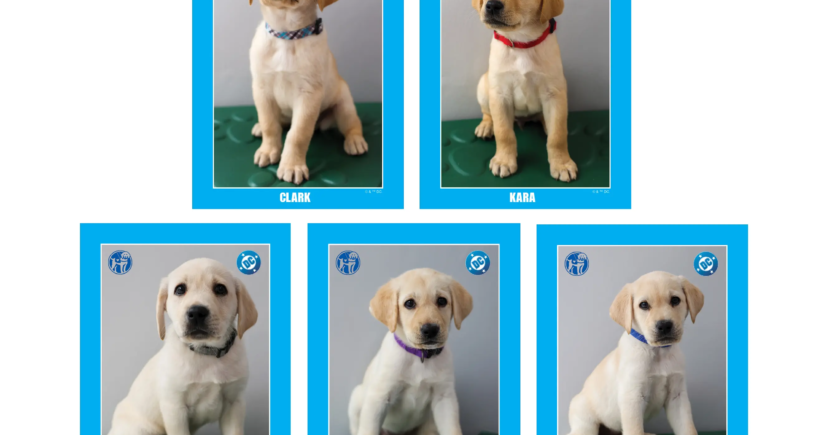 dc puppies